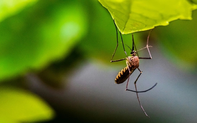 Mangalore Innovator Develops Mosquito Trap to Combat Malaria and Filariasis - News Karnataka