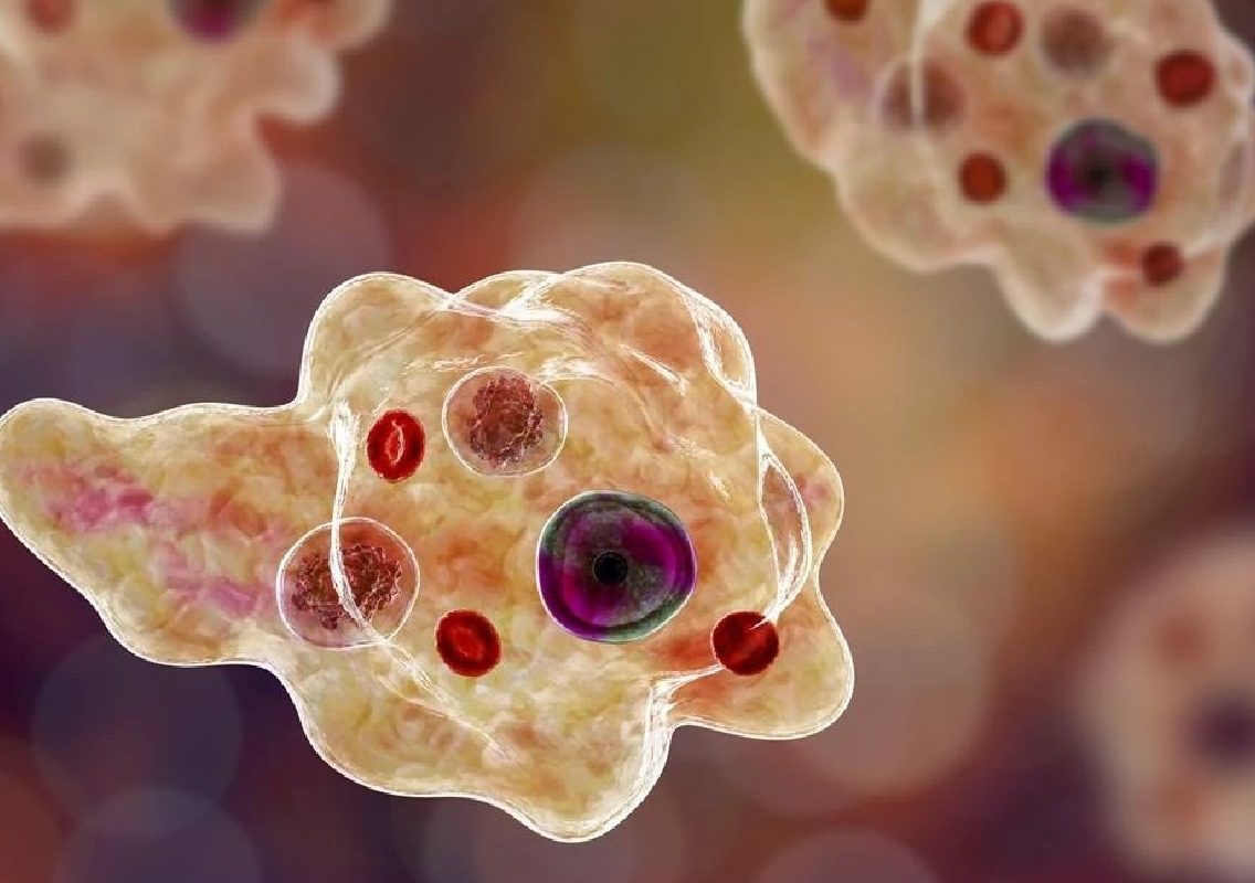 Kerala Reports Five Deaths from Amoebic Meningoencephalitis - News Karnataka