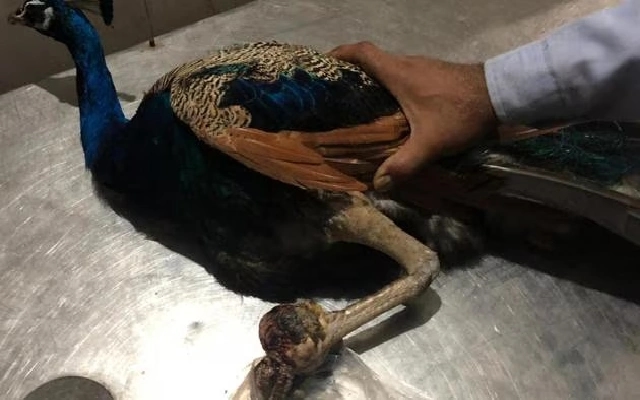 Injured Peacock Rescued by Social Worker in Udupi - News Karnataka