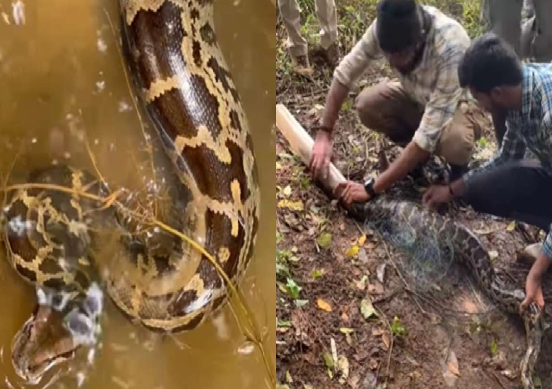 7-foot python gets entangled in fishing net in Karnataka: Spine-Chilling Rescue Video - News Karnataka