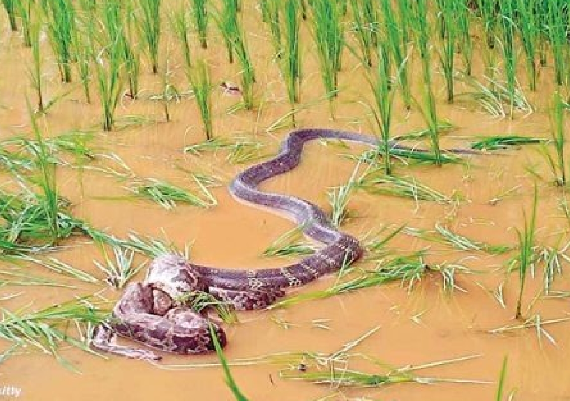 Python and Kalinga Snake Clash in Jadkal Village - News Karnataka