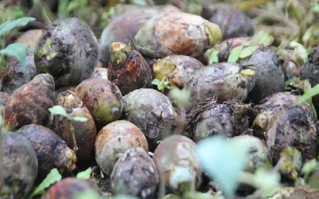 ICAR-CPCRI Issues Advisory to Combat Arecanut Fruit Rot Amid Heavy Rain - News Karnataka