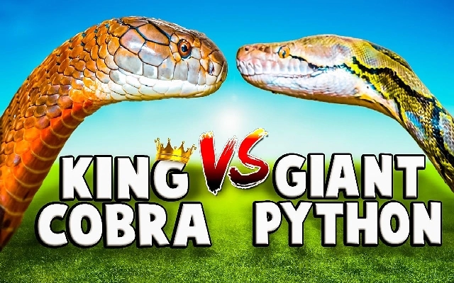 Python vs. King Cobra: Reptile Expert Rescues Both Snakes in Halaneeru - News Karnataka