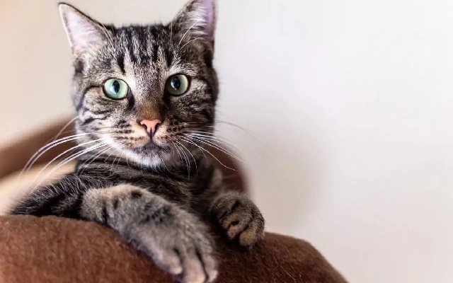 Woman Dies of Rabies After Cat Bite in Karnataka - News Karnataka