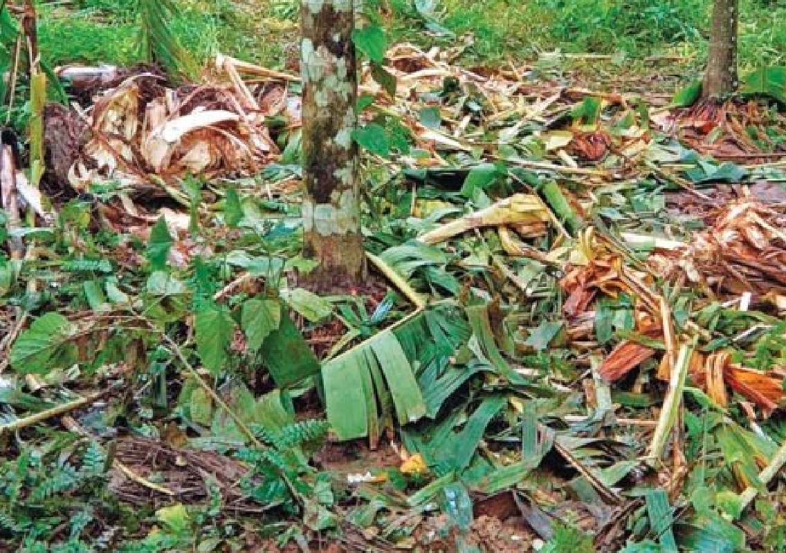 Wild Elephants Rampage Through Mandekolu Village, Damaging Agricultural Farms - News Karnataka