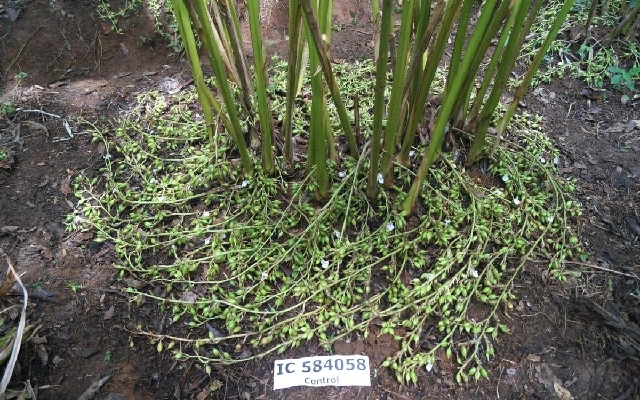 PM Modi Unveils New Cardamom Varieties in Kodagu - News Karnataka