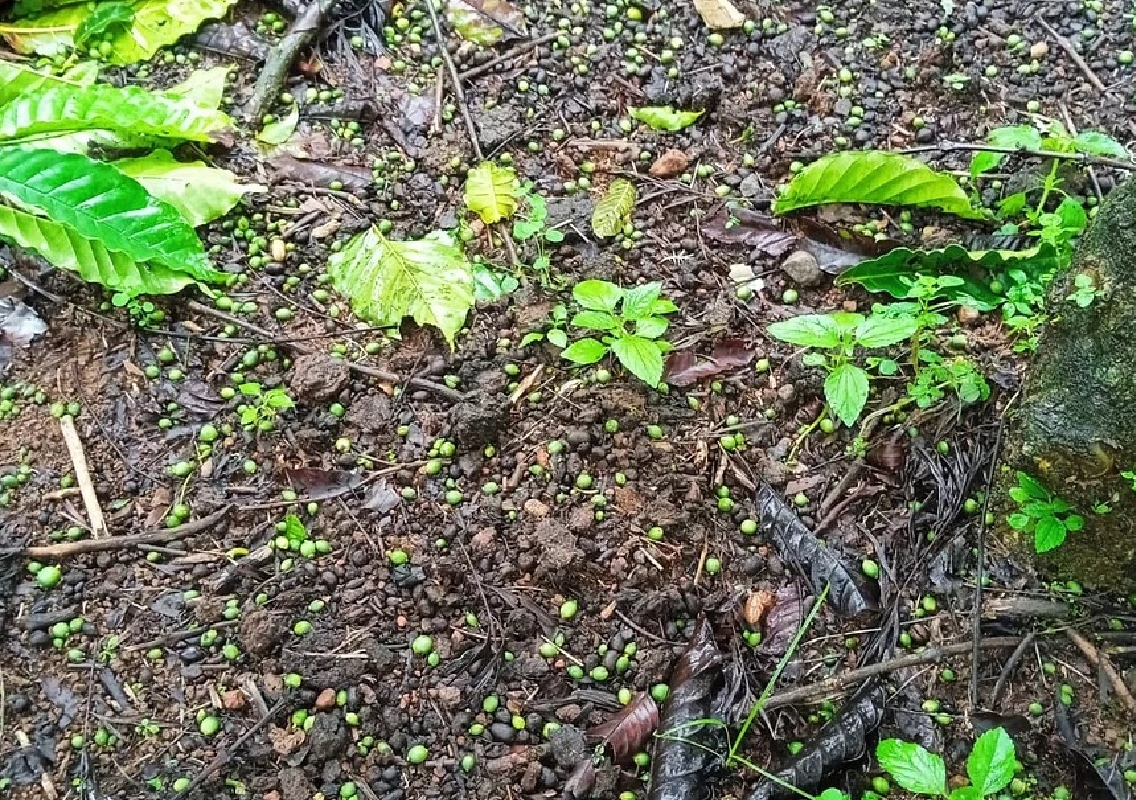 Heavy Rains Devastate Coffee and Spice Crops in Hettur and Yasalur Hobali - News Karnataka