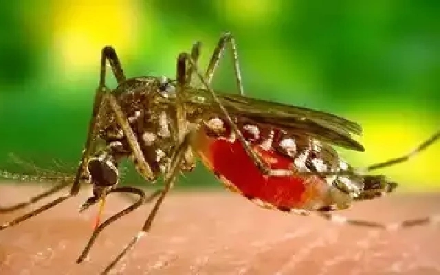 Kalaburagi Intensifies Efforts to Combat Dengue Outbreak - News Karnataka