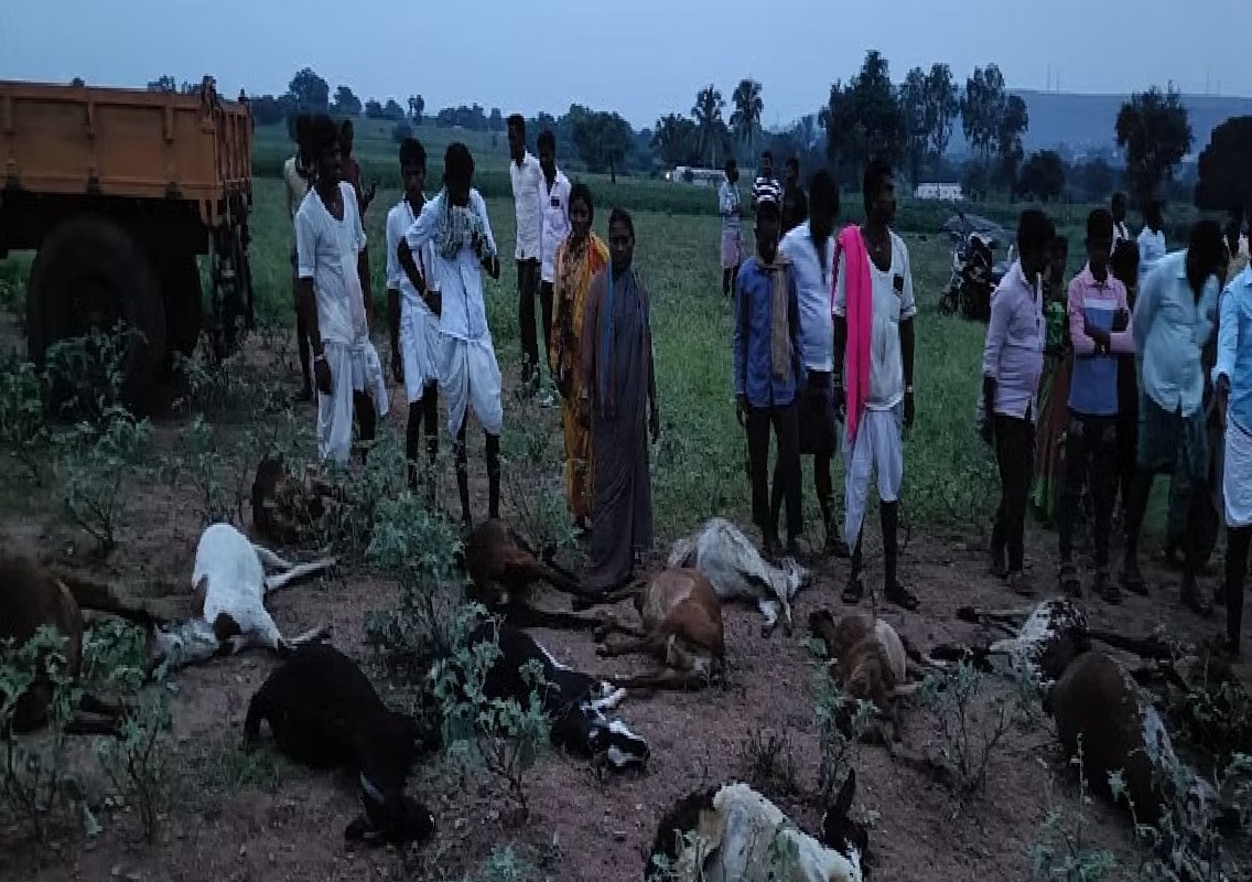 Livestock Deaths After Consuming Worm-Infested Brinjal in Gajendragad - News Karnataka