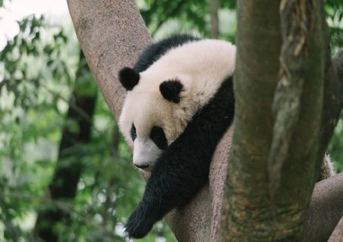 Rare Giant Panda Twins Born in Hong Kong: 19-Year-Old Ying Ying Makes History - News Karnataka