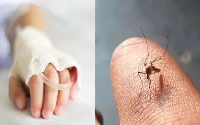 Bengaluru Sees Surge in Dengue Cases, Surpassing 10,000 - News Karnataka