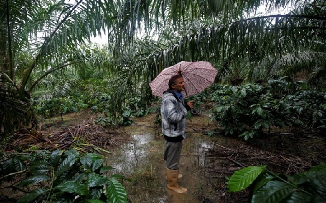 Kodagu Faces Renewed Environmental Threats Amid Ongoing Encroachment - News Karnataka
