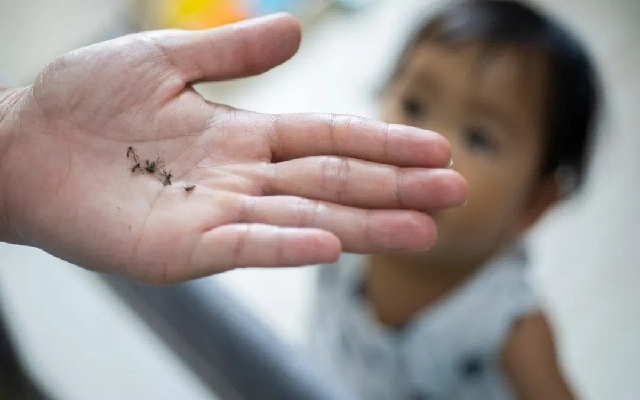 Dengue Impacting Children: School Advisory Issued in Karnataka - News Karnataka