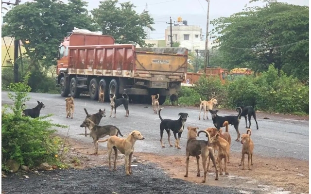 Belagavi Faces Stray Dog Crisis Amidst Insufficient Sterilization Efforts - News Karnataka
