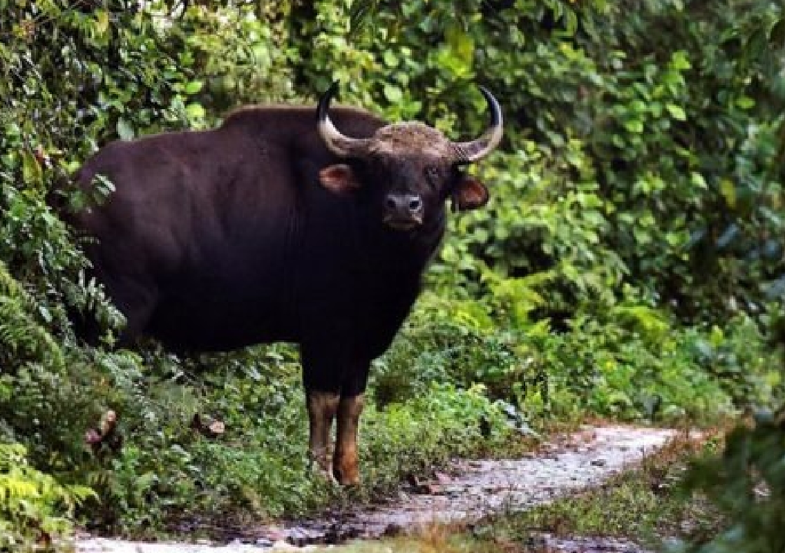 Man Injured in  bison Attack Near  Nagarhole - News Karnataka