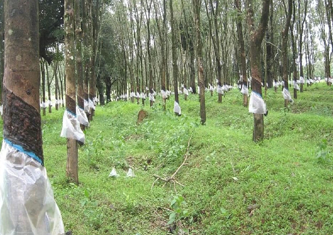 Resurgence in Rubber Prices Brings Hope to Indian Growers After 13 Years - News Karnataka
