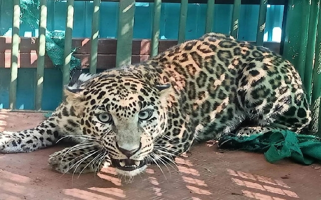 Increased Leopard Sightings in Chamarajanagar Amidst Rising Human-Animal Conflicts - News Karnataka