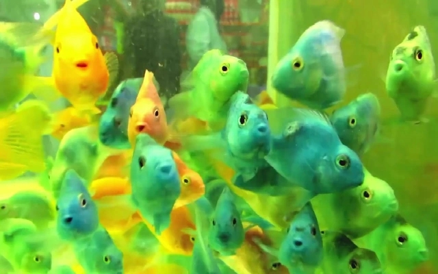 Kolathur's Ornamental Fish Market to Get a Modern Overhaul - News Karnataka