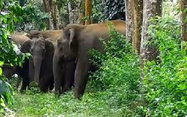 Wild Elephants Destroy Crops in Sampaje for Three Days - News Karnataka