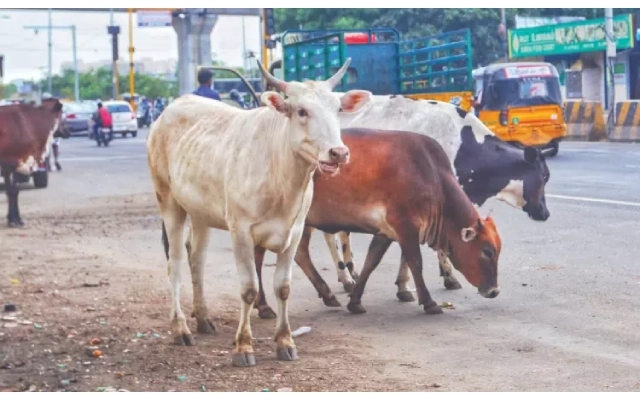 Stray Cattle Issue Resurfaces on M.G. Road After Recent Accident - News Karnataka