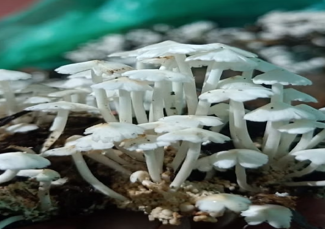 Mushroom Poisoning Incident in Hagaribommanahalli: 9 Fall Ill, Hospitalized - News Karnataka