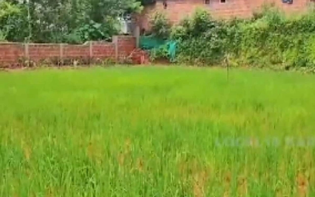 Sullia School Transforms Playground into Paddy Field for Practical Learning - News Karnataka