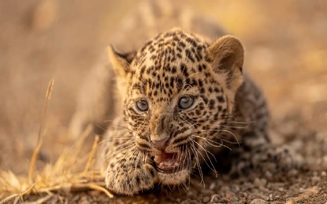 Leopard and Cubs Spotted Near Nagaradinni Village in Vijayapura District - News Karnataka
