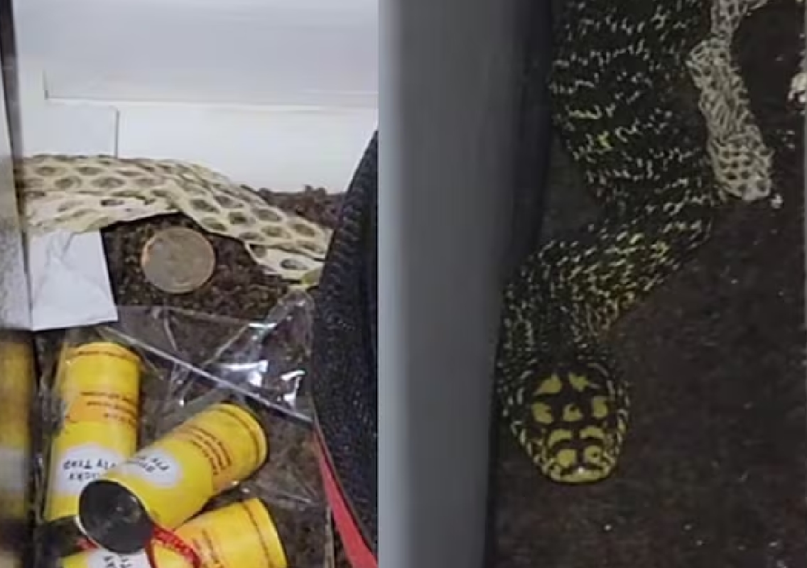 US Navy Tech Finds Giant Kingsnake in Bedroom, Shares Hilarious Discovery Video - News Karnataka
