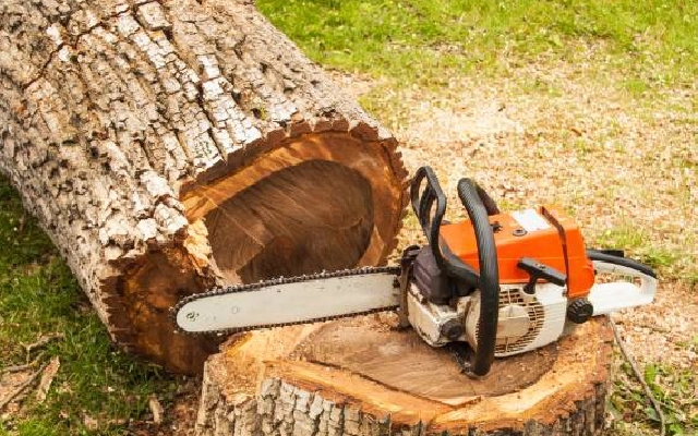 Protest Planned by Environmentalists Over Tree Felling in Mangaluru - News Karnataka