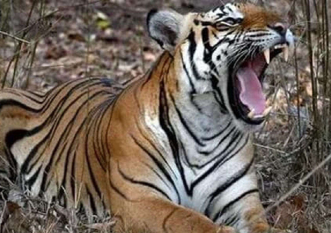 Mutilated Body of Forest Guard Found in Assam’s Orang National Park - News Karnataka