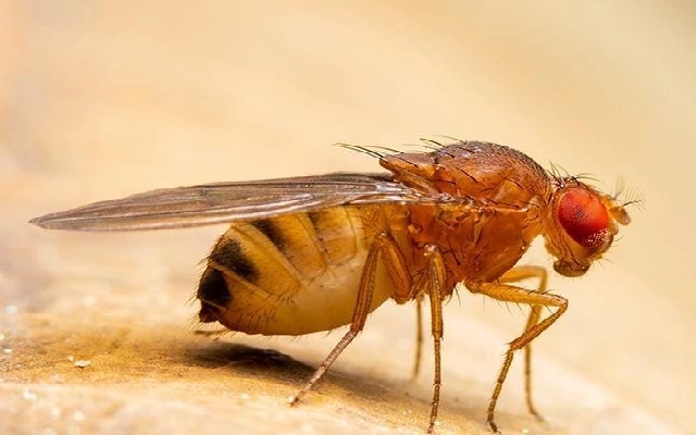 UAS-Dharwad's Fruit Flies Selected for ISRO's Mission Gaganyaan Research - News Karnataka