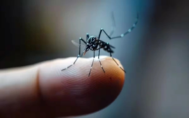 Karnataka Faces Severe Dengue Outbreak with Over 24,000 Cases - News Karnataka