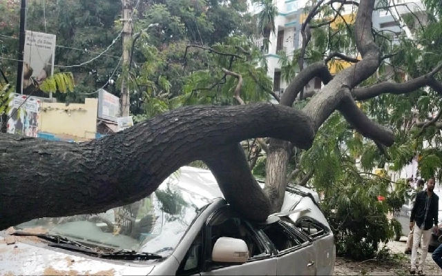 Giant Tree Trunk Crushes Cars in Bengaluru, Injuring Three - News Karnataka