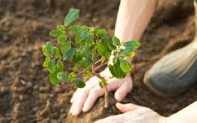 Mangaluru to Launch Extensive Tree Planting Campaign to Enhance Greenery - News Karnataka