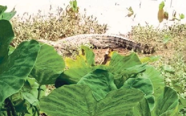 Crocodile Sighting Near Netravati River Raises Alarm in Uppinangady - News Karnataka