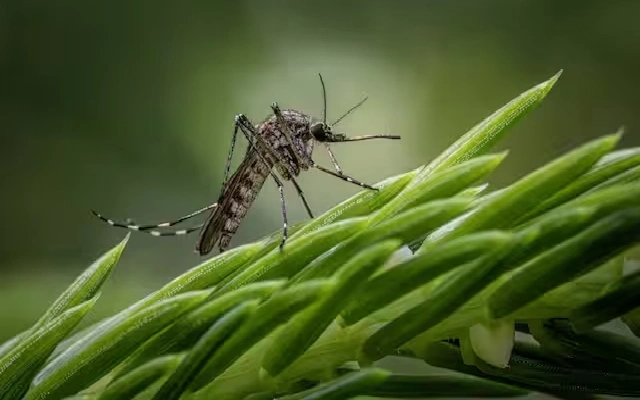 Smart ways to escape dengue & chikungunya this summer - News Karnataka