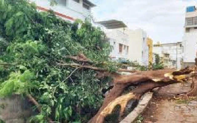 Fatal Gulmohar Tree Fall in Bengaluru Highlights Urban Tree Management Issues - News Karnataka