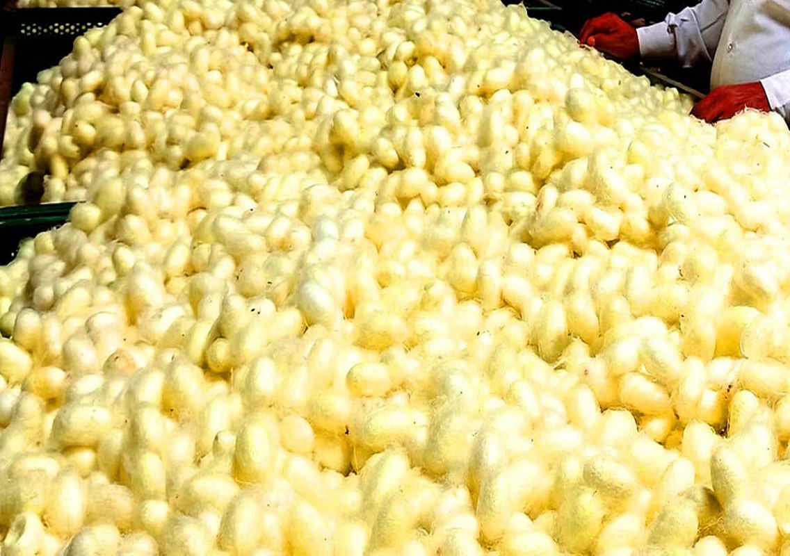 Silk Cocoon Prices Surge, Bringing Joy to Sericulture Farmers in Vijayapura - News Karnataka