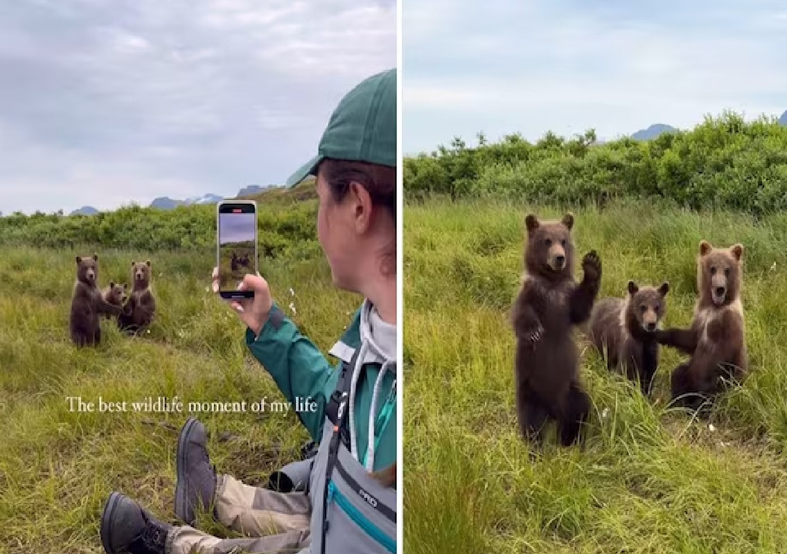 Woman Shares Incredible Moment of Bear Cubs Encounter in Alaska - News Karnataka