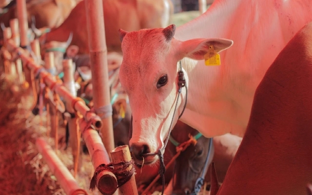 Bengaluru Dairy Sector Faces Strain Over Pricing and Incentives - News Karnataka