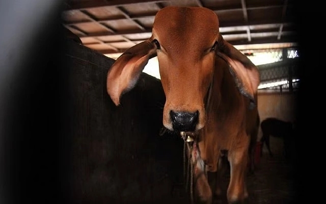 Suspected Rabid Cow Causes Havoc in Kolya, Dies After Capture - News Karnataka