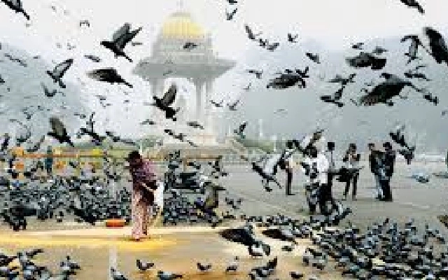 Ban on Feeding Pigeons at Mysore Palace Remains Ineffective - News Karnataka