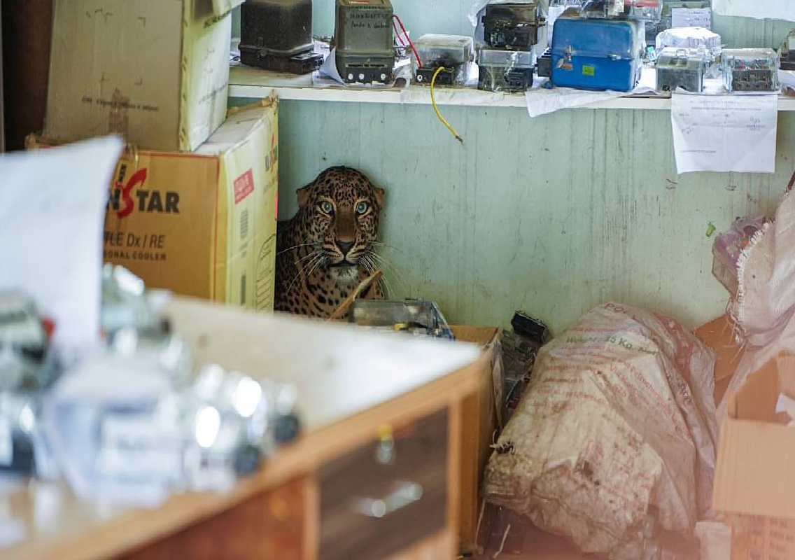 Leopard enters school premises in UP's Bijnor - News Karnataka