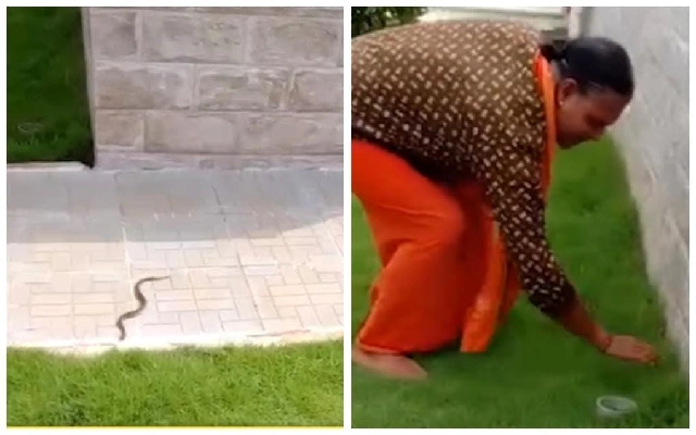 Man Dies After Russell's Viper Bite in Bajpe - News Karnataka