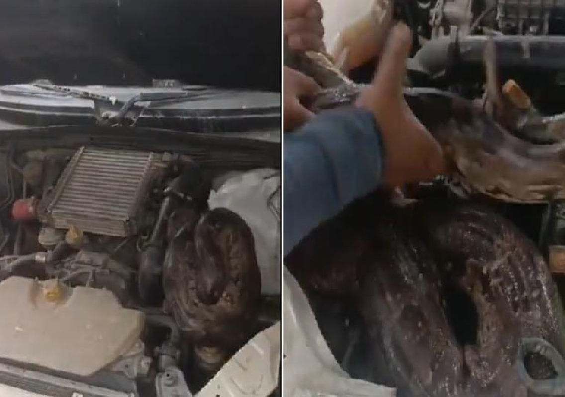 Seven-Foot Python Found in SUV Bonnet Sparks Viral Rescue Video - News Karnataka