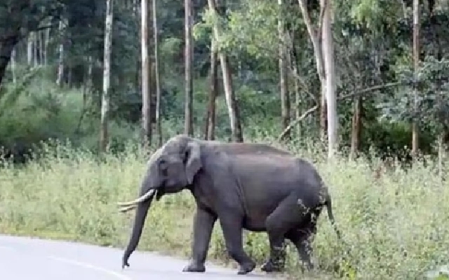 Elephant Menace Resurfaces Near Nellikatte Temple, Road Blocked - News Karnataka