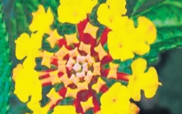 Invasive Weeds Threaten Karnataka's Forests: Officials Seek Innovative Solutions - News Karnataka