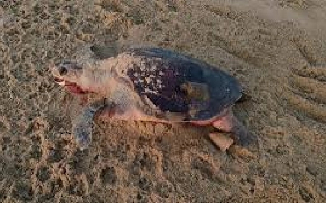 Olive Ridley and Green Turtles Found Dead on Karnataka Shores - News Karnataka
