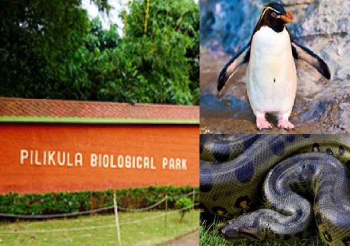 Mangalore Welcomes South American Penguin as Part of Animal Exchange Programme - News Karnataka