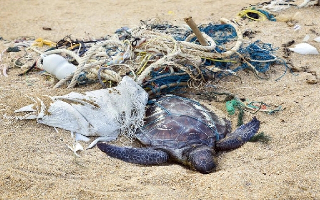 Rise in Sea Turtle Deaths Due to Plastic Pollution on Karnataka’s Coast - News Karnataka